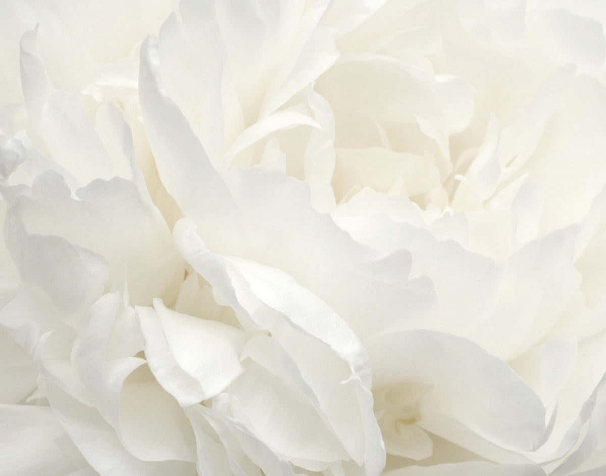 Galerie Atmosphere Rose Wall Mural