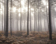 Galerie Atmosphere Misty Woods Wall Mural