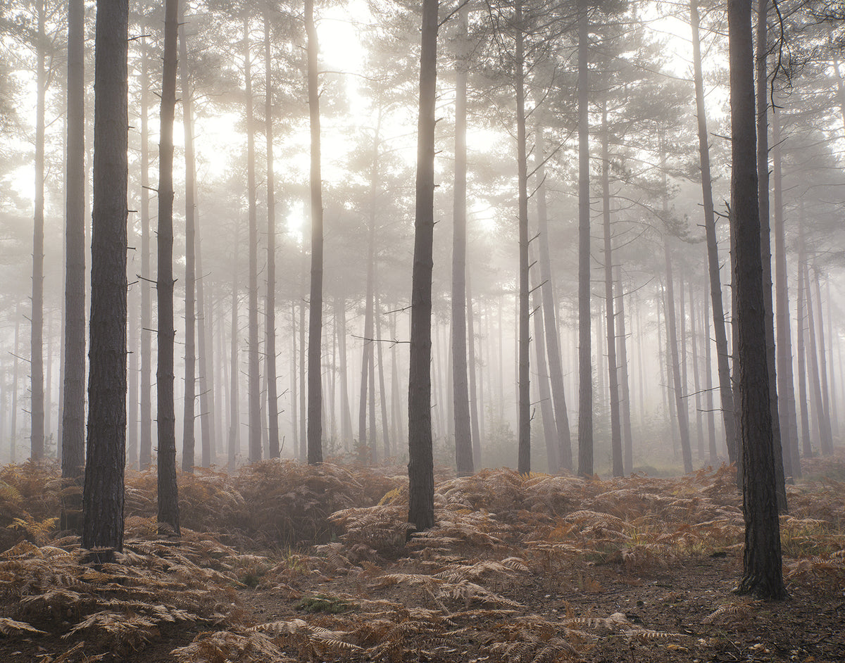 Galerie Atmosphere Misty Woods Wall Mural