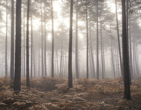 Galerie Atmosphere Misty Woods Wall Mural