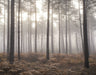 Galerie Atmosphere Misty Woods Wall Mural